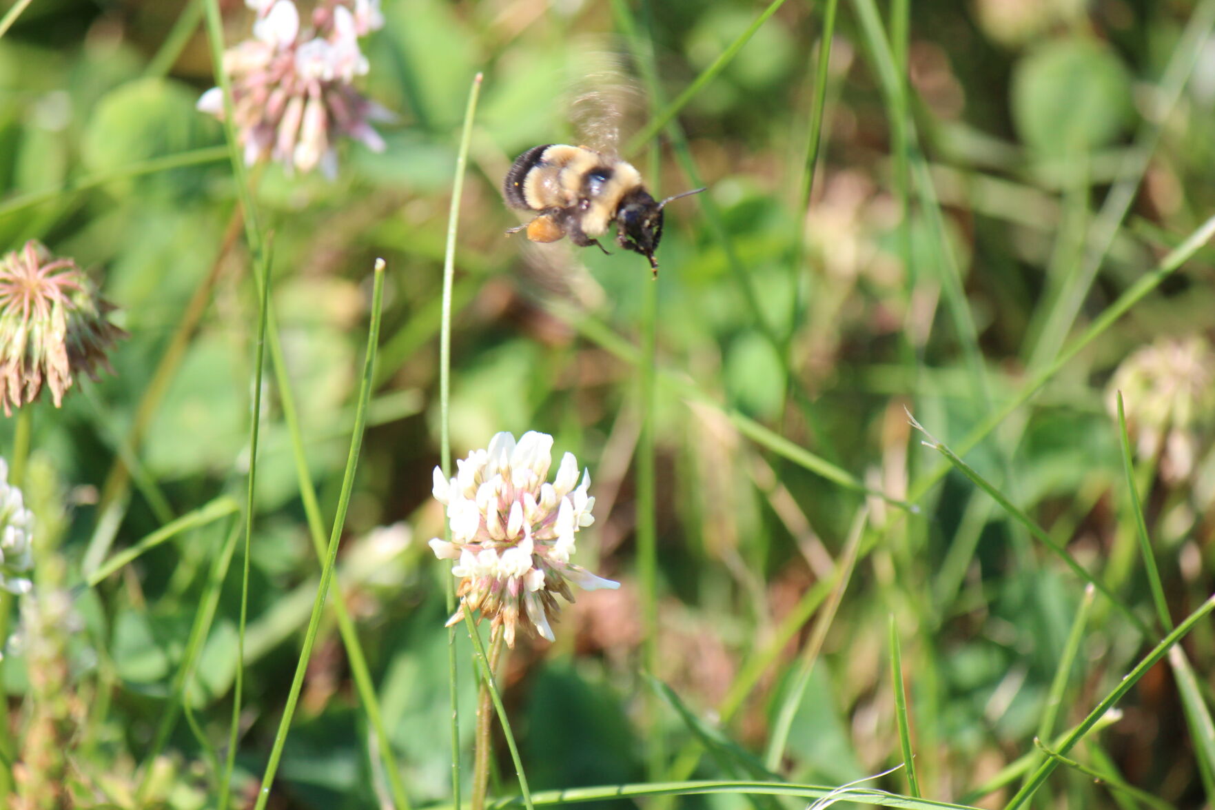 Rusty patch bumble bee
